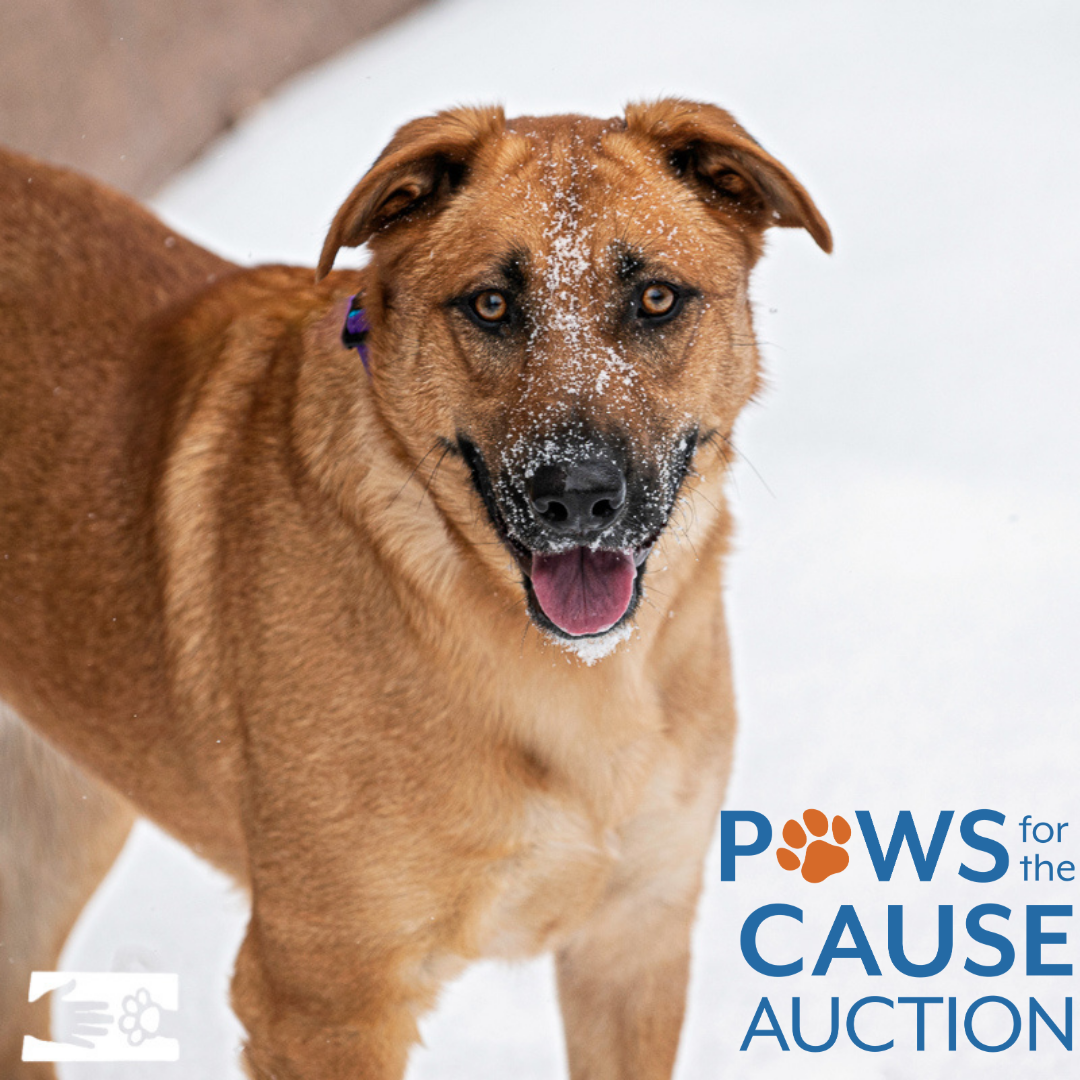HSCC Paws for the Cause
